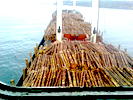 Dry Cargo For Sale