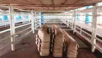 Live Stock Carrier Cattle